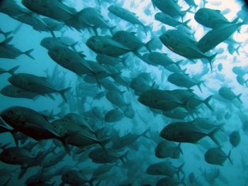 Jackfish in Tulamben near the wreck, Bali / Natural light... by Mehmet A. Gungen 